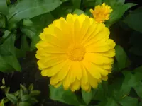 Ringelblume.webp