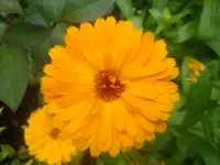 Ringelblume (2).webp
