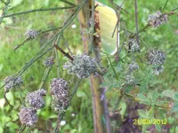 PIC_0103.webp