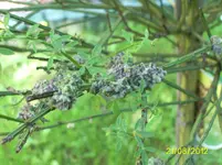 PIC_0104.webp