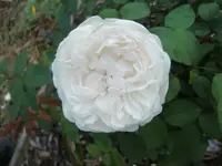CIMG6589.webp
