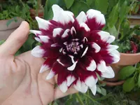 CIMG6435.webp
