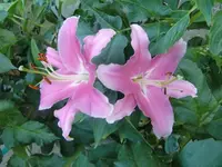 CIMG6436.webp