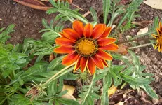 Blüte 1.webp