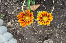 Blüte 2.webp