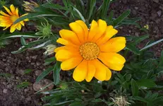 Blüte 3.webp