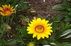 Blüte 4.webp