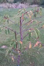 IMAG0304.webp