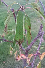 IMAG0302.webp