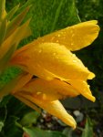 Canna-Regentropfen_056.JPG