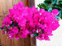 Drillingsblume_043.webp