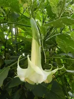 Engelstrompete_099.webp