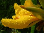 Canna-Regentropfen_053.JPG