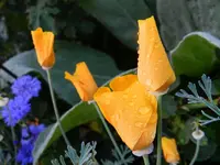Mohn_Regentropfen_001.webp