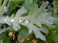 Regentropfen_008.webp