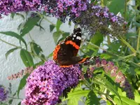 Schmetterling_004.webp