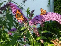 Schmetterling_019.webp
