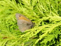 Schmetterling_045.webp