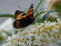 Schmetterlingl_035.webp