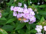 Phlox_123.JPG