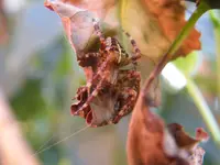 DSCF0177.webp