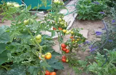 Tomaten.webp