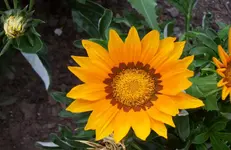 Blüte 1.webp