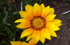 Blüte 2.webp