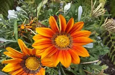 Blüte 4.webp