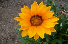 Blüte 5.webp