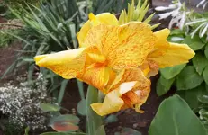 Canna.webp
