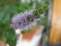 IMG_4752.webp