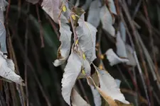 DSC_1572.webp