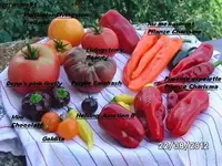 BILD0631.webp