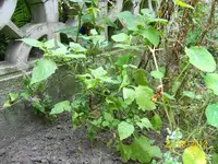 schw Beeren 100_1177 (Large).webp