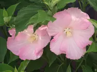 DSCF2390.webp