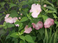 DSCF2392.webp