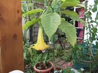 DSCF2394.webp