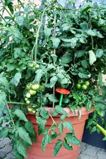 20120822_2526.webp