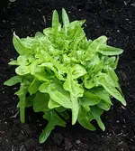 20120822_2540.webp