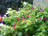 DSC02786.webp