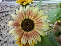 DSC02731.webp