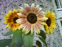 DSC02734.webp