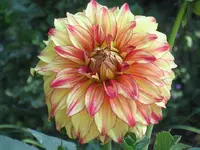 Schmuckdahlie.webp