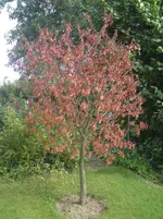 Hauszwetsche (1).webp
