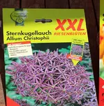 Allium Christophii_Zwiebeln_500.webp