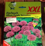 Allium Purple Sensation_Zwiebeln_500.JPG