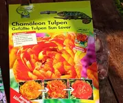Chamäleon_Tulpenzwiebeln_500.webp