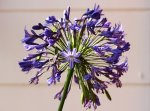 Riesen-Agapanthus2_640.JPG