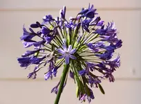 Riesen-Agapanthus2_640.webp